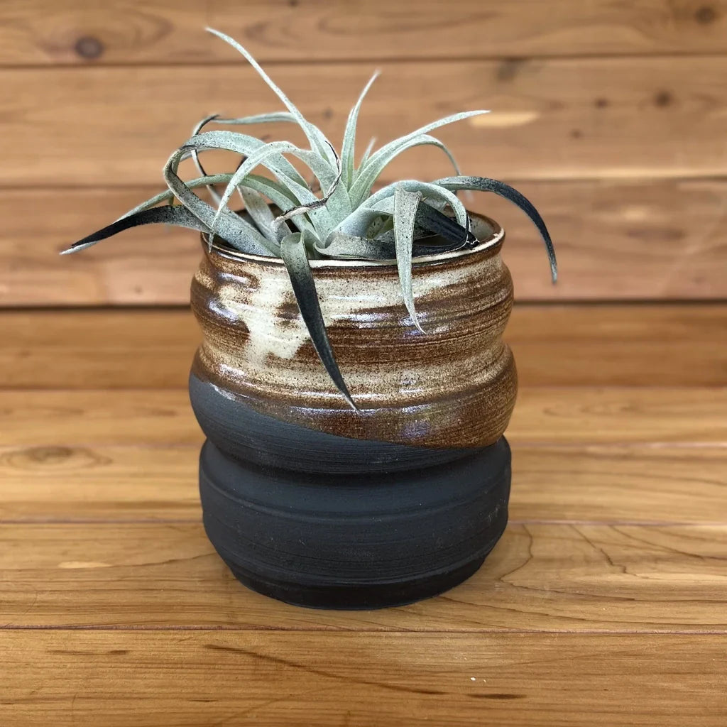 Black ceramic planter with gold glaze and air plant